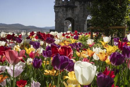 Flores 