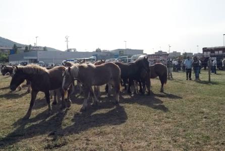 feria de ganado