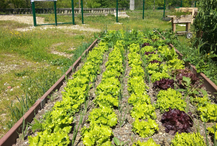 huerto urbano